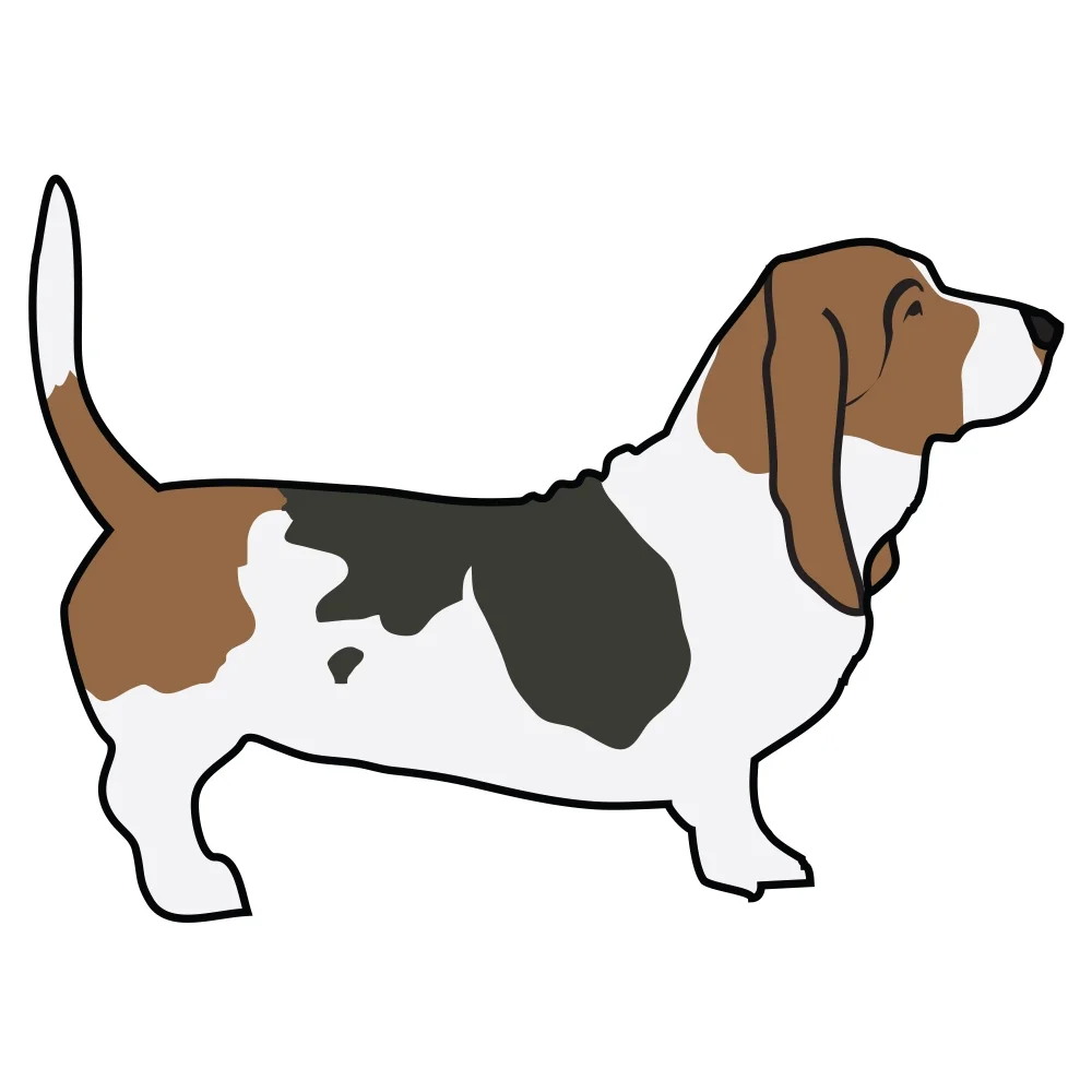 Basset Hound