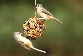 Crafty Teens: Pine Cone Bird Feeder, Grades 7-12