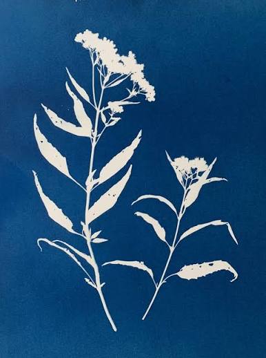 cyanotype of plants