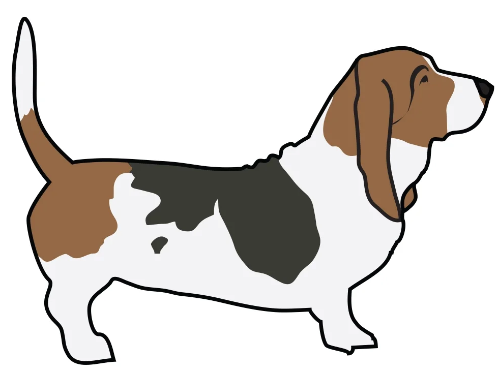 Basset Hound